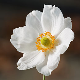 Anemone hybrida alba